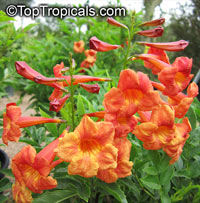 Tecoma alata, Tecoma elat, aTecoma guarume, Orange Trumpet Flower, Cahuato, Orange Bells, Yellow Bells. Tecoma X GToRuben