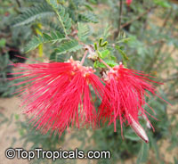 Calliandra californica, Baja Fairy Duster

Click to see full-size image