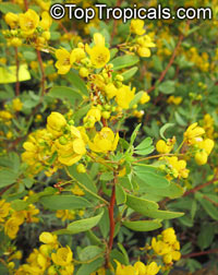 Senna oliogophylla, Outback Cassia

Click to see full-size image