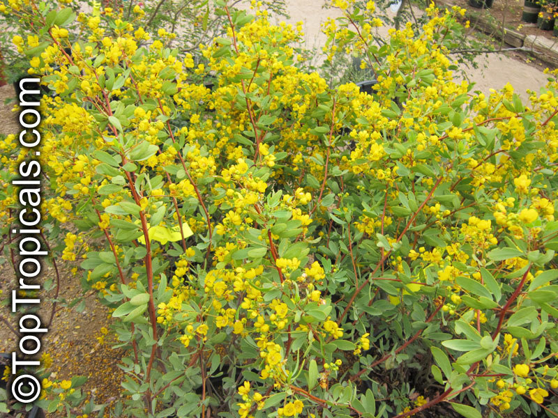 Senna oliogophylla, Outback Cassia