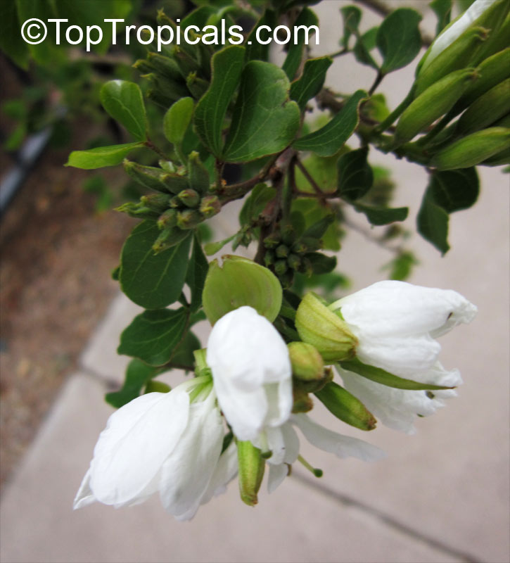 Bauhinia lunarioides, Bauhinia congesta, Casparea congesta, Anacacho Orchid Tree, Texas Plume