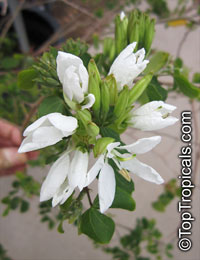 Bauhinia lunarioides, Bauhinia congesta, Casparea congesta, Anacacho Orchid Tree, Texas Plume

Click to see full-size image
