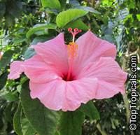 Hibiscus rosa-sinensis, Hibiscus, Chinese Rose, Japanese Rose, Tropical Hibiscus, Shoe Flower

Click to see full-size image