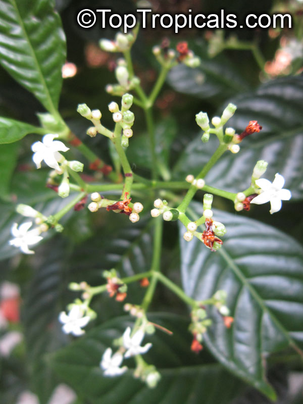 Psychotria sp., Psychotria