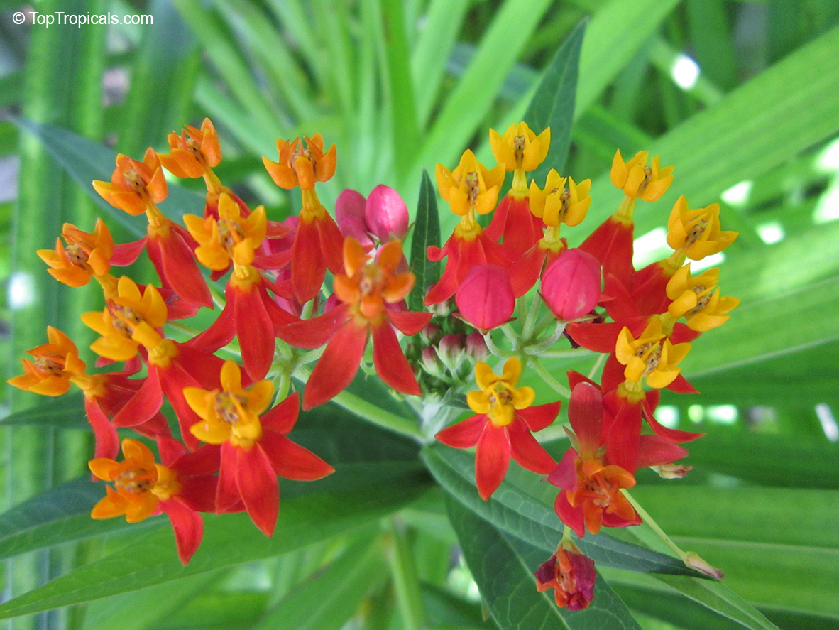 Asclepias curassavica - Red Milkweed, Butterfly Weed 
