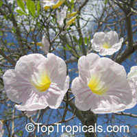 Tabebuia roseoalba, White Trumpet tree

Click to see full-size image