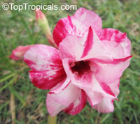 Adenium Double Celona, Grafted

Click to see full-size image