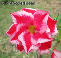 Desert Rose (Adenium) Xmas Santa, Grafted

Click to see full-size image