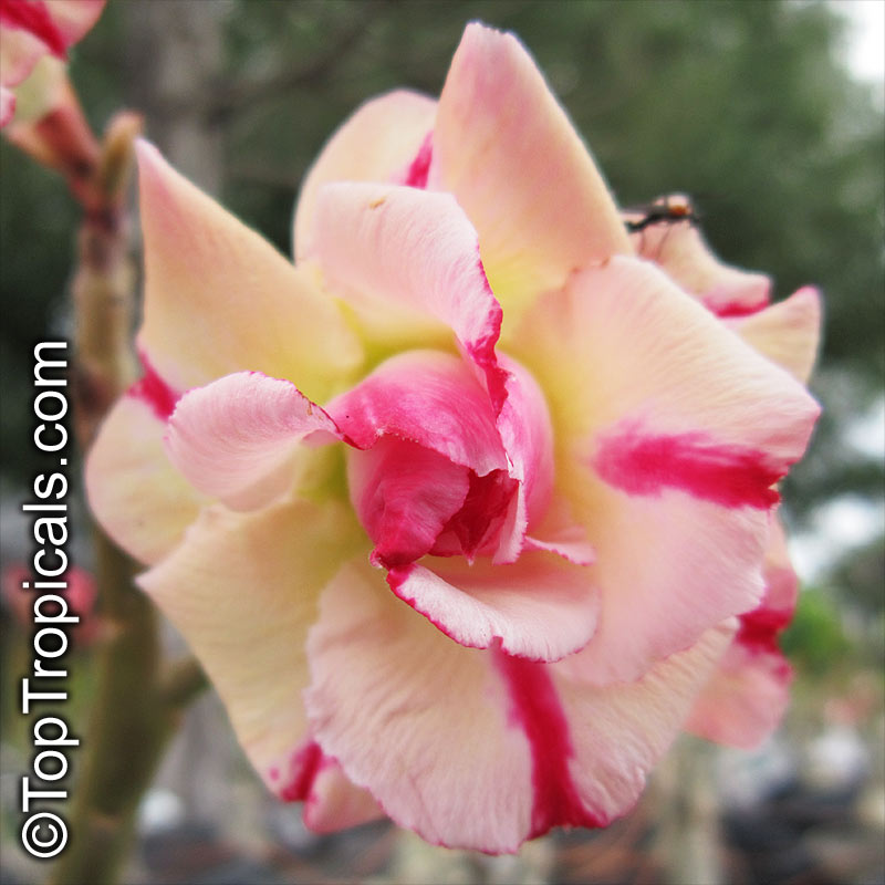 Adenium hybrid (double flower), Double Flower Desert Rose Hybrid. Adenium 'Tong Panchang'