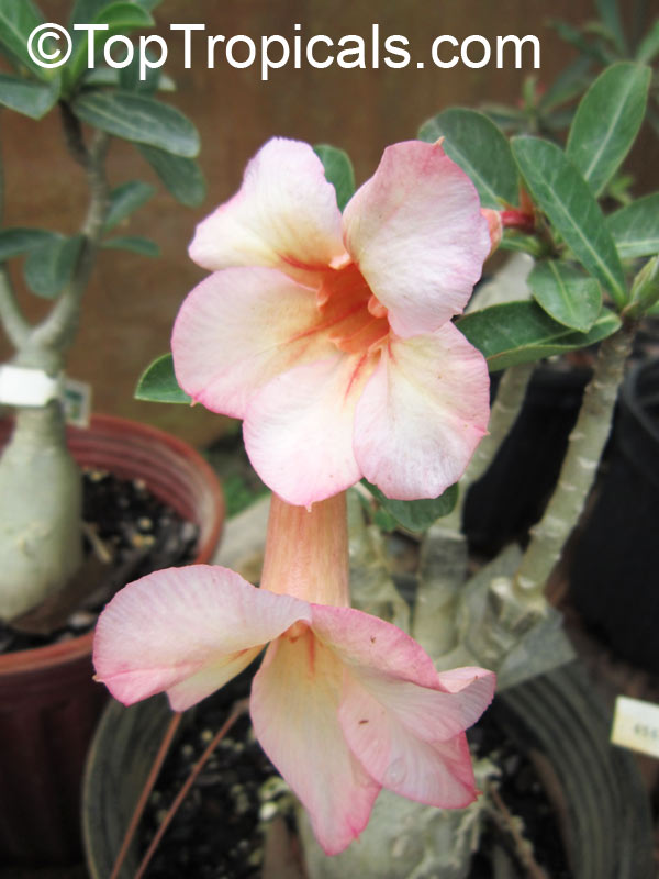 Adenium hybrid (single flower), Desert Rose, Impala Lily, Adenium hybrids. Adenium 'Nok'