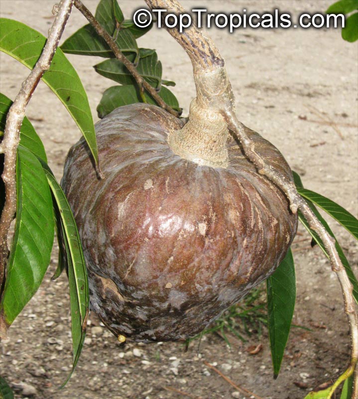 Annona reticulata, Custard Apple (Chirimoya - Cuba), Corazon