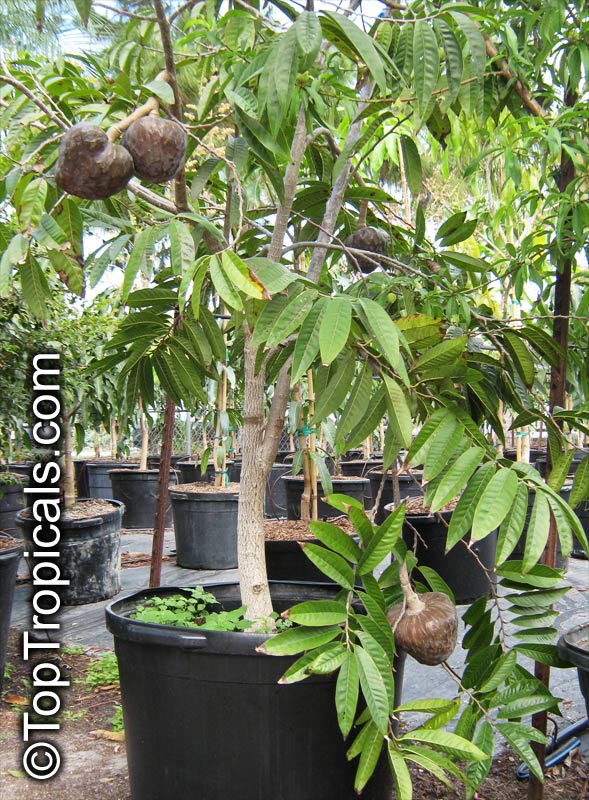 Tropical Fruit Tree X-Large size, 7-15 gal pot
