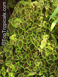 Pilea mollis, Pilea crassifolia , Moon Valley Pilea

Click to see full-size image