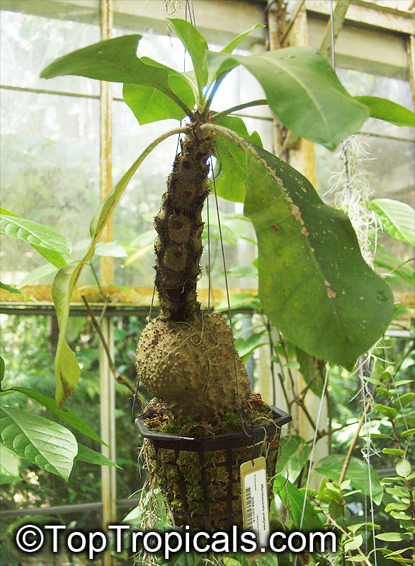 Myrmecodia sp., Ant Plant