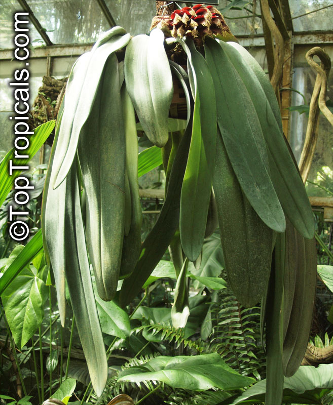 Bulbophyllum sp., Bulbophyllum. Bulbophyllum phalaenopsis