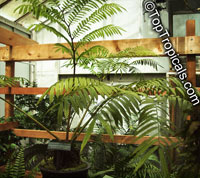 Angiopteris sp., Elephant Fern

Click to see full-size image