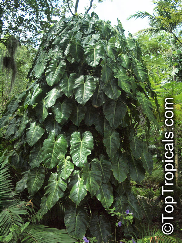 Philodendron cordatum, Heart Leaf Philodendron