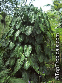 Philodendron cordatum, Heart Leaf Philodendron

Click to see full-size image
