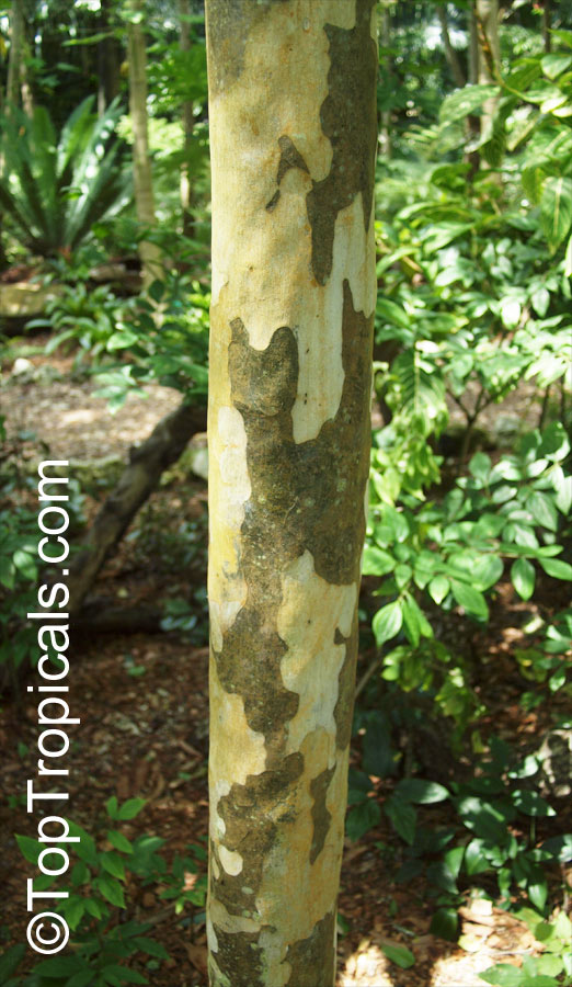 Caesalpinia ferrea, Brazilian Ironwood, Leopard Tree