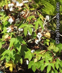 Gossypium hirsutum, Gossypium mexicanum , Upland Cotton, Mexican Cotton

Click to see full-size image