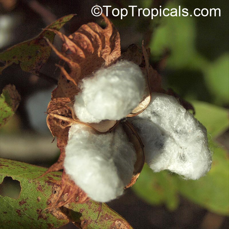 Gossypium hirsutum, Gossypium mexicanum , Upland Cotton, Mexican Cotton