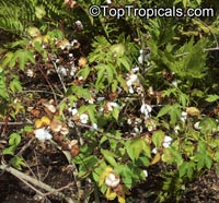 Gossypium hirsutum, Gossypium mexicanum , Upland Cotton, Mexican Cotton

Click to see full-size image