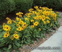 Rudbeckia sp., Black-eyed Susan, Coneflower

Click to see full-size image