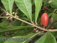 Synsepalum subcordatum, Giant Miracle Fruit

Click to see full-size image
