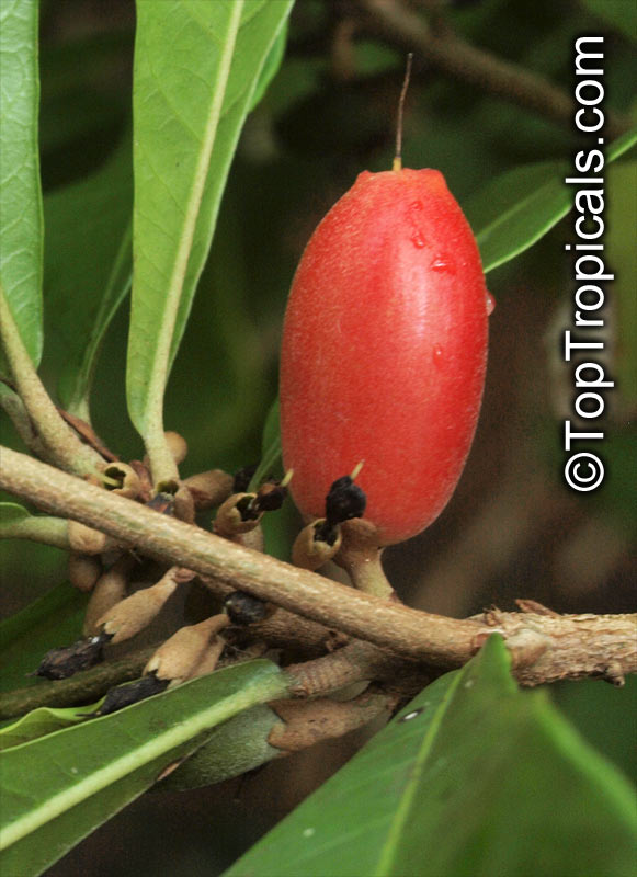 Synsepalum subcordatum, Giant Miracle Fruit