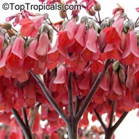 Kalanchoe daigremontiana - Mother of Thousands

Click to see full-size image