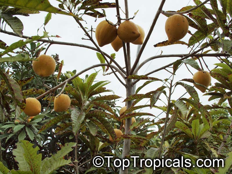 Pouteria campechiana - Canistel  tree with fruit on the branches