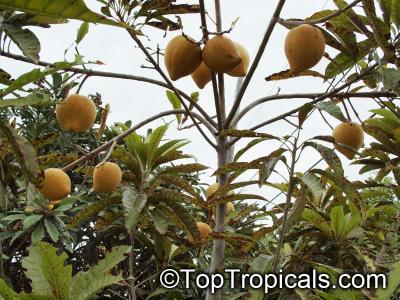 Canistel tree with fruit