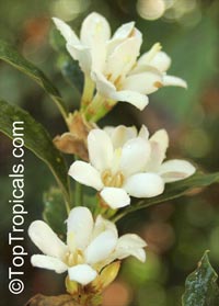 Mitriostigma axillare, Gardenia citriodora, African Gardenia

Click to see full-size image