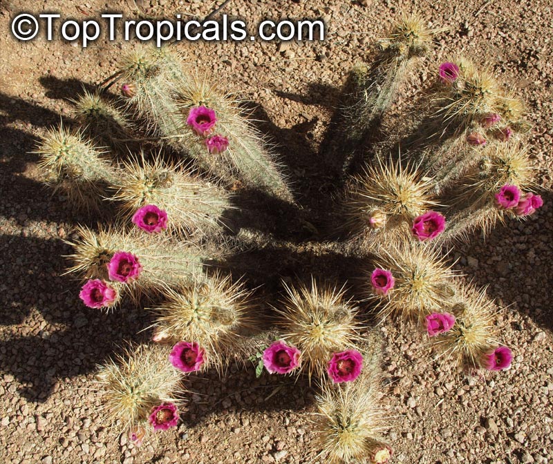 Echinocereus sp., Hedgehog Cactus