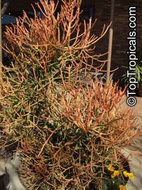 Euphorbia tirucalli, Pencil Bush, Milk-bush, Pencil Tree, Fire Fingers