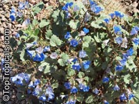 Phacelia campanularia, Desert Bells, Desert Bluebells, California Bluebell

Click to see full-size image