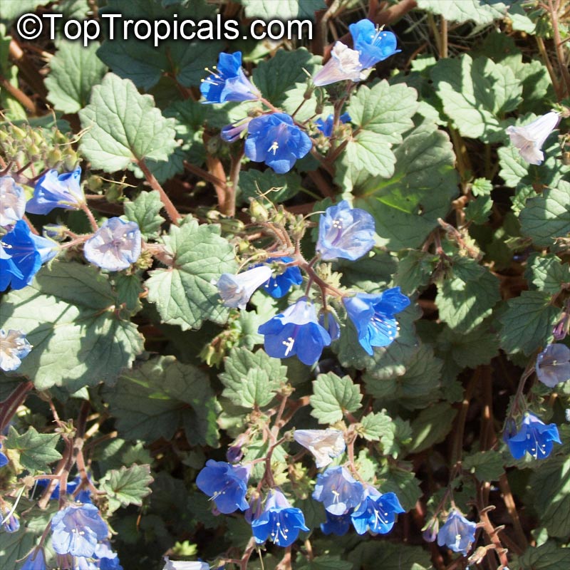 Phacelia campanularia, Desert Bells, Desert Bluebells, California Bluebell