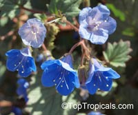Phacelia campanularia, Desert Bells, Desert Bluebells, California Bluebell