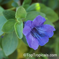 Ruellia peninsularis, Desert Ruellia