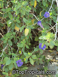 Ruellia peninsularis, Desert Ruellia