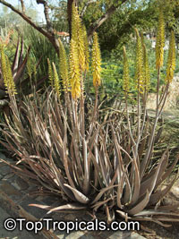Aloe vera, Aloe barbadensis, Chinese Aloe, Indian Aloe, True Aloe, Barbados Aloe, Burn Aloe, First Aid Plant