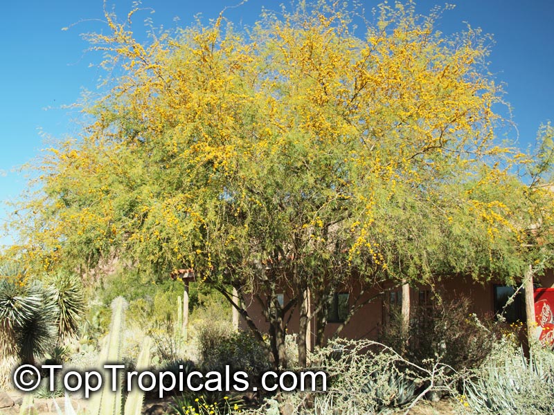 Vachellia farnesiana, Acacia farnesiana, Mimosa farnesiana, Yellow Mimosa, Sweet Wattle