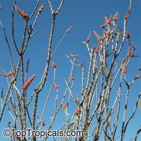 Fouquieria splendens, Ocotillo, Candlewood, Coachwhip, Candlewood, Slimwood, Desert coral, Jacob's staff, Jacob cactus, Vine cactus

Click to see full-size image