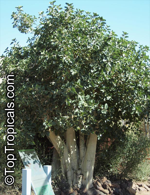 Ficus palmeri, Rock Fig