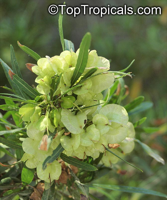 Dodonaea viscosa, Hopseed bush
