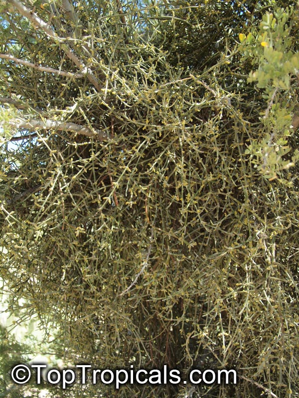 Phoradendron californicum, Desert Mistletoe, Mesquite Mistletoe
