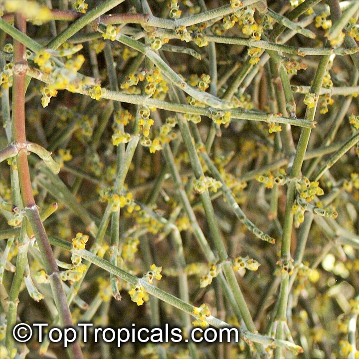 Phoradendron californicum, Desert Mistletoe, Mesquite Mistletoe