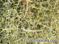 Phoradendron californicum, Desert Mistletoe, Mesquite Mistletoe

Click to see full-size image