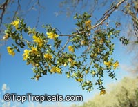 Larrea tridentata, Creosote Bush

Click to see full-size image