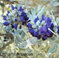 Sophora secundiflora, Texas Mountain-Laurel

Click to see full-size image